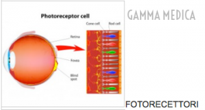 fotorecettori