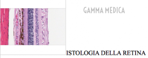 istologia retina